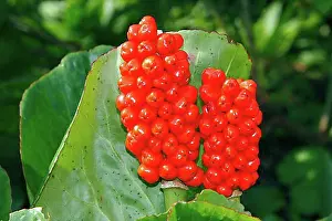 Planting Prints: Italian Arum or Cuckoo Pint or Italian Lords-and-Ladies (Arum italicum ssp)