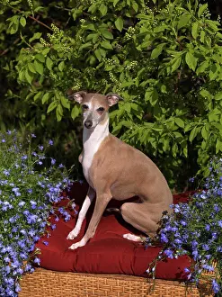 Italian Greyhound, AKC, 5-year-old Maizey photographed in Fairbanks