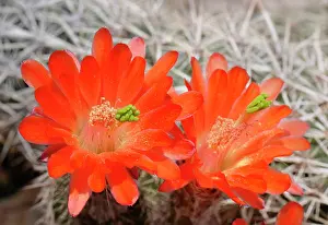Diverse Prints: Italy, Liguria, Imperia, Bordighera, Pallanca garden, cactus plants