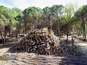 Tuscany Prints: Italy, Tuscany. Coastal forest, recently cut trees