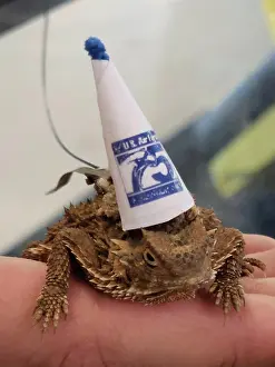 It's Earth Day! What better way to celebrate it than with Tinker's official mascot the Texas horned lizards