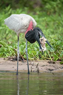 Jabiru Stork (Jabiru mycteria) catching a fish (Pacu) on the edge of the Paraguay River