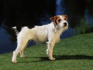 Canines Prints: Jack Russell Terrier, AKC, 2-year-old Gretchen photographed at Waldron Lake in Anchorage