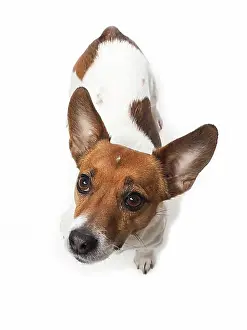 Domestic Dogs Prints: Jack Russell Terrier on a white studio background