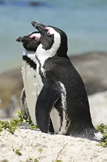 Marine Prints: Jackass Penguin (Spheniscus demersus) adult pair