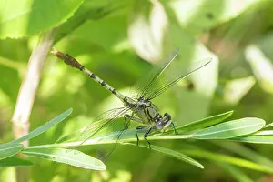 Dragonfly Prints: Jade Clubtail in wetland