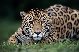 Animal Prints: Jaguar