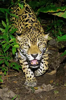 Carnivorous Prints: Jaguar Panthera onca, tropical rain forest, Belize, Central America