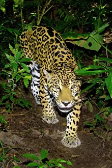 Carnivorous Prints: Jaguar Panthera onca, tropical rain forest, Belize, Central America