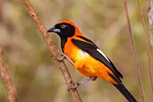 Brazil Prints: Jamaican Oriole (Icterus jamaicaii) on a branch, South Brazil