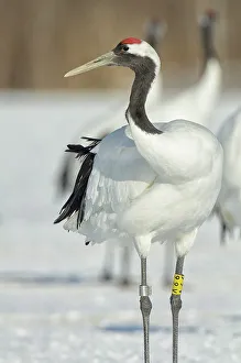 Grus Japonensis Prints: Japan, Hokkaido, Japanese Red-crowned Crane (Grus japonensis)