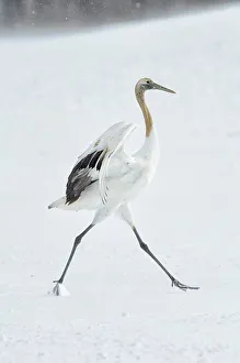 Japan, Hokkaido, Japanese Red-crowned Crane (Grus japonensis)