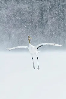 Hokkaido Prints: Japan, Hokkaido, Japanese Red-crowned Crane (Grus japonensis) performing courtship dance in heavy snow fall