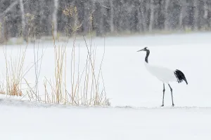 Crane Prints: Japan, Hokkaido, Japanese Red-crowned Crane (Grus japonensis)
