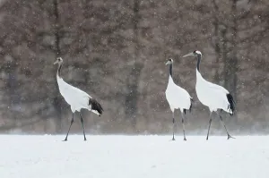 Crane Prints: Japan, Hokkaido, Japanese Red-crowned Crane (Grus japonensis) family