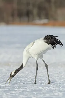 Grus Japonensis Prints: Japan, Hokkaido, Japanese Red-crowned Crane (Grus japonensis) feeding in snow