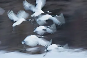 Japan, Hokkaido, Japanese Red-crowned Crane (Grus japonensis) flying to feeding grounds