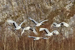 Medium Group Of Animals Prints: Japan, Hokkaido, Japanese Red-crowned Crane (Grus japonensis) flying to feeding grounds