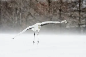 Crane Prints: Japan, Hokkaido, Japanese Red-crowned Crane (Grus japonensis) flying to feeding grounds