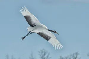 Grus Japonensis Prints: Japan, Hokkaido, Japanese Red-crowned Crane (Grus japonensis) flying to feeding grounds