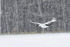 Crane Prints: Japan, Hokkaido, Japanese Red-crowned Crane (Grus japonensis) flying to feeding grounds
