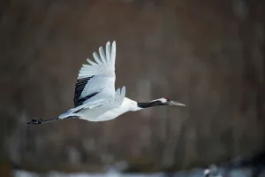 Hokkaido Prints: Japan, Hokkaido, Japanese Red-crowned Crane (Grus japonensis) flying to feeding grounds
