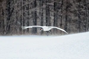 Crane Prints: Japan, Hokkaido, Japanese Red-crowned Crane (Grus japonensis) flying to feeding grounds