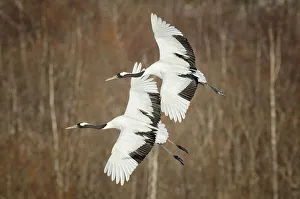 Hokkaido Prints: Japan, Hokkaido, Japanese Red-crowned Crane (Grus japonensis) flying to feeding grounds