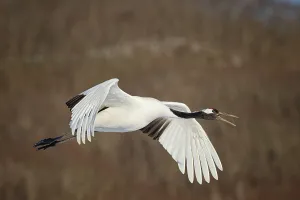 Hokkaido Prints: Japan, Hokkaido, Japanese Red-crowned Crane (Grus japonensis) flying to feeding grounds