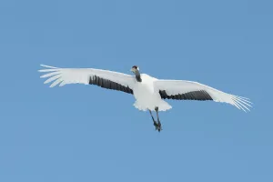 Spread Wings Prints: Japan, Hokkaido, Japanese Red-crowned Crane (Grus japonensis) flying to feeding grounds