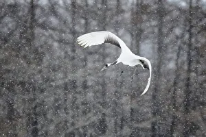 Spread Wings Prints: Japan, Hokkaido, Japanese Red-crowned Crane (Grus japonensis) flying to feeding grounds