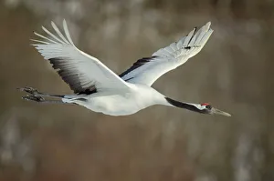 Spread Wings Prints: Japan, Hokkaido, Japanese Red-crowned Crane (Grus japonensis) flying to feeding grounds