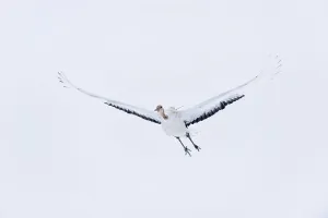 Grus Japonensis Prints: Japan, Hokkaido, Japanese Red-crowned Crane (Grus japonensis) flying to feeding grounds with radio tracker on back