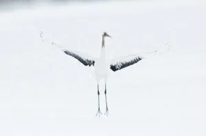 Japan, Hokkaido, Japanese Red-crowned Crane (Grus japonensis) performing courtship dance