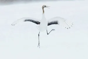 Japan, Hokkaido, Japanese Red-crowned Crane (Grus japonensis) performing courtship dance