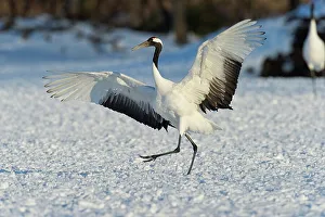 Grus Japonensis Prints: Japan, Hokkaido, Japanese Red-crowned Crane (Grus japonensis) performing courtship dance