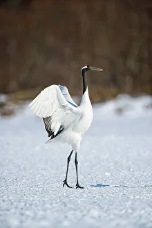 Hokkaido Prints: Japan, Hokkaido, Japanese Red-crowned Crane (Grus japonensis) performing courtship dance