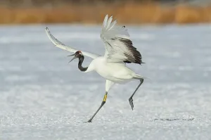 Spread Wings Prints: Japan, Hokkaido, Japanese Red-crowned Crane (Grus japonensis) performing courtship dance