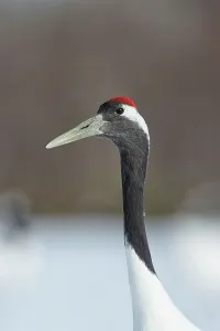 Hokkaido Prints: Japan, Hokkaido, Japanese Red-crowned Crane (Grus japonensis) portrait