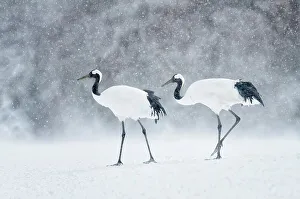 Crane Prints: Japan, Hokkaido, Japanese Red-crowned Cranes (Grus japonensis)