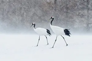 Hokkaido Prints: Japan, Hokkaido, Japanese Red-crowned Cranes (Grus japonensis)