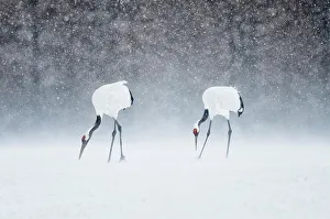 Crane Prints: Japan, Hokkaido, Japanese Red-crowned Cranes (Grus japonensis) feeding in snow