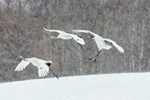 Crane Prints: Japan, Hokkaido, Japanese Red-crowned Cranes (Grus japonensis) flying to feeding grounds