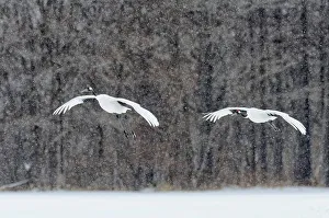 Crane Prints: Japan, Hokkaido, Japanese Red-crowned Cranes (Grus japonensis) flying to feeding grounds