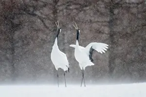 Female Animal Prints: Japan, Hokkaido, Japanese Red-crowned Cranes (Grus japonensis) performing courtship dance