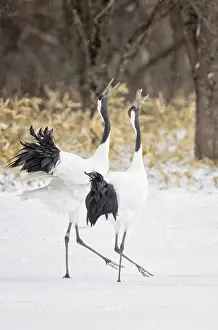 Side By Side Prints: Japan, Hokkaido, Japanese Red-crowned Cranes (Grus japonensis) performing courtship dance