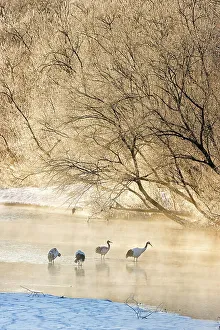 Wading Prints: Japan, Hokkaido, Japanese Red-crowned Cranes (Grus japonensis) roosting in river