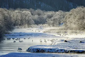 Grus Japonensis Prints: Japan, Hokkaido, Japanese Red-crowned Cranes (Grus japonensis) roosting in river