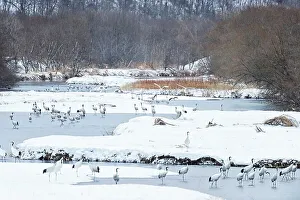 Grus Japonensis Prints: Japan, Hokkaido, Japanese Red-crowned Cranes (Grus japonensis) roosting in river