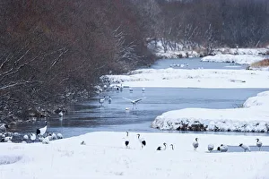 Hokkaido Prints: Japan, Hokkaido, Japanese Red-crowned Cranes (Grus japonensis) roosting in river